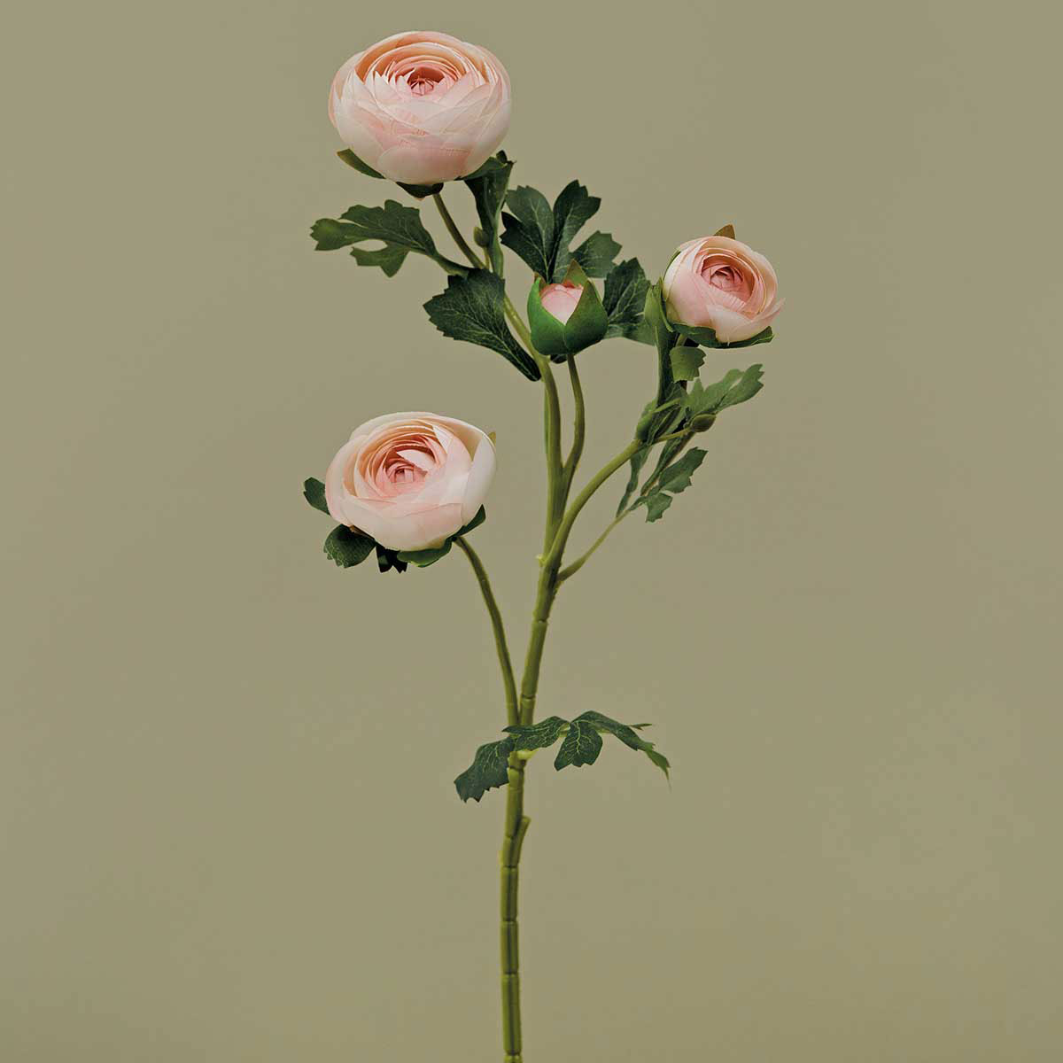 HEIRLOOM RANUNCULUS BLUSH